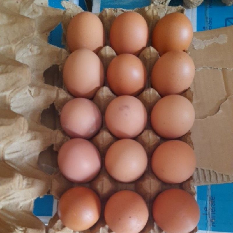 

telur 15 butir