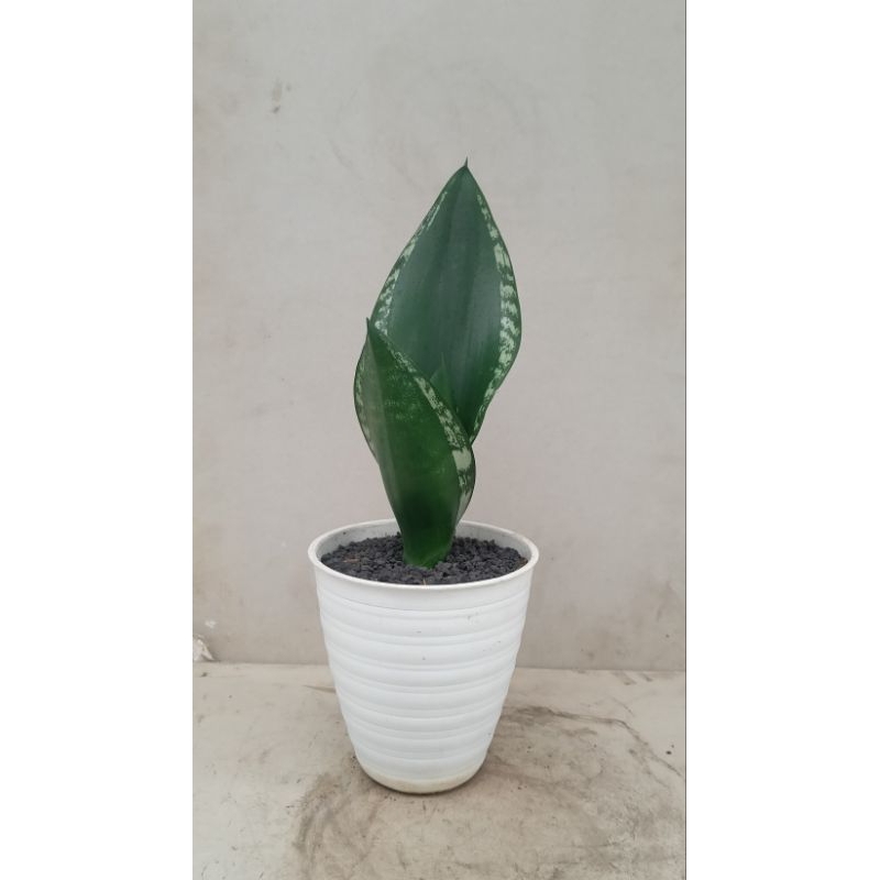 Sansevieria Whitney