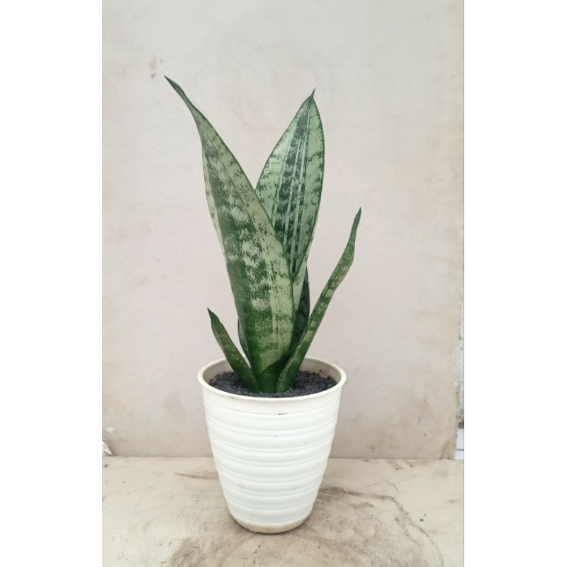 Sansevieria moonshine mutasi mutant