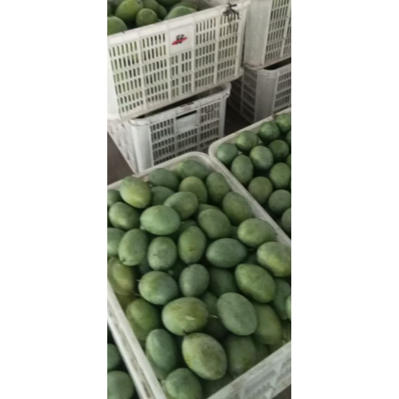 

mangga masak pohon manalagi sama arum manis