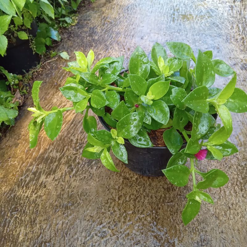 Tanaman hias bunga gantung Aptenia sun rose baby bunga merah