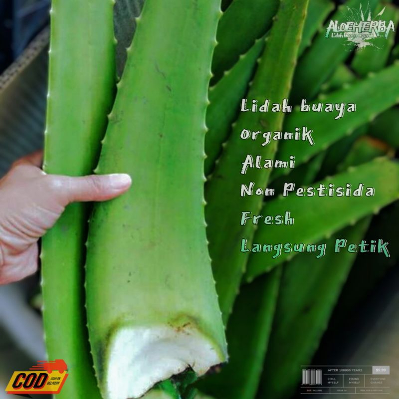 

PAKET 1KG PELEPAH SEGAR LIDAH BUAYA JUMBO CHINENSIS