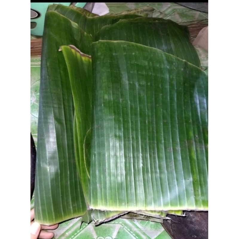 

1kg Daun Pisang l Daun Pisang Segar | Daun Pisang Batu