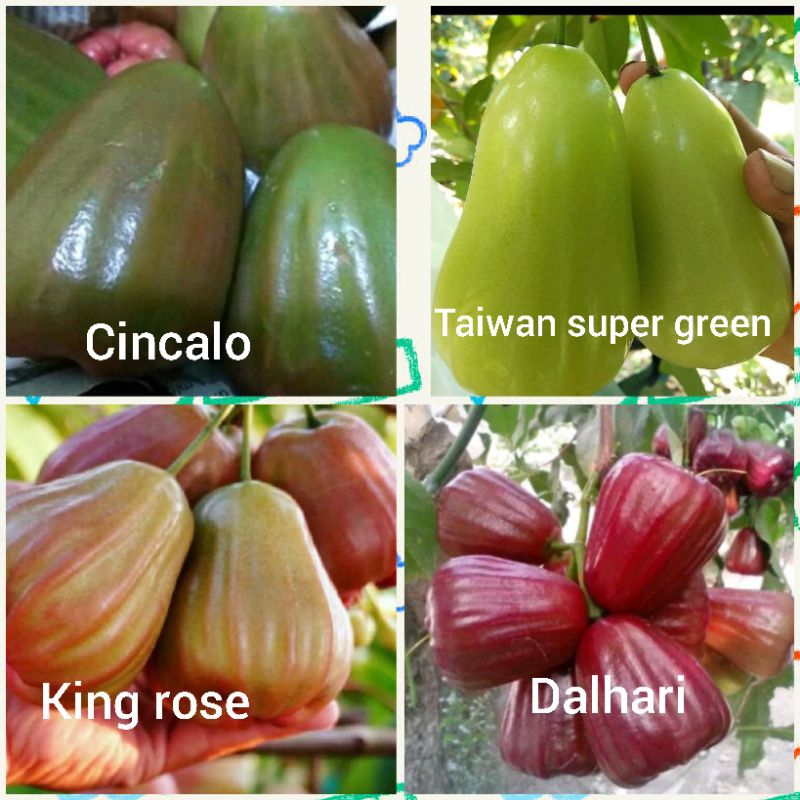 BIBIT TANAMAN JAMBU AIR 3 DIMENSI (1 POHON 3 JENIS)