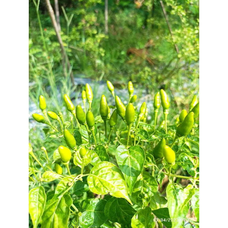 1 grm Benih/ Bibit cabe rawit Siantar Gayo ---------------- ---------------+----------- ------------