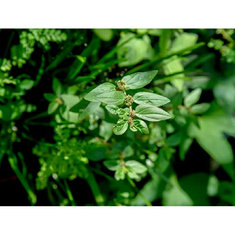 

PATIAN KEBO ATAU EUPHORBIA HERTA FRESH 250GR