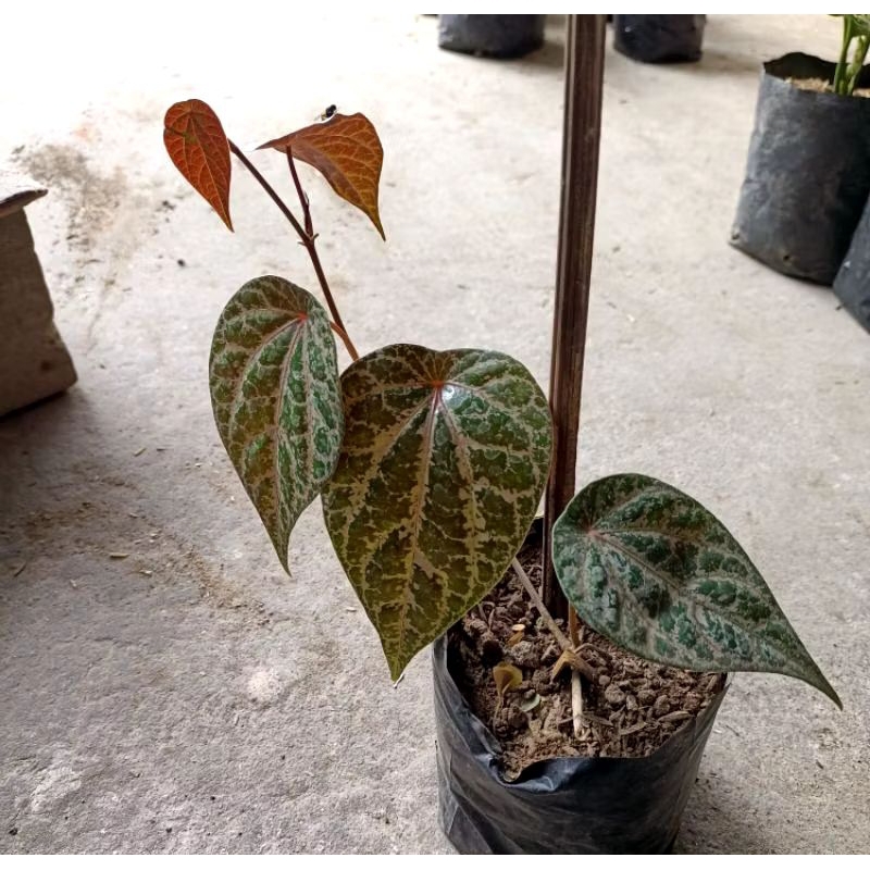 TANAMAN HIDUP SIRIH MERAH