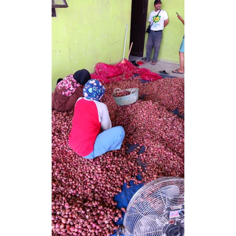 

Bawang Bima