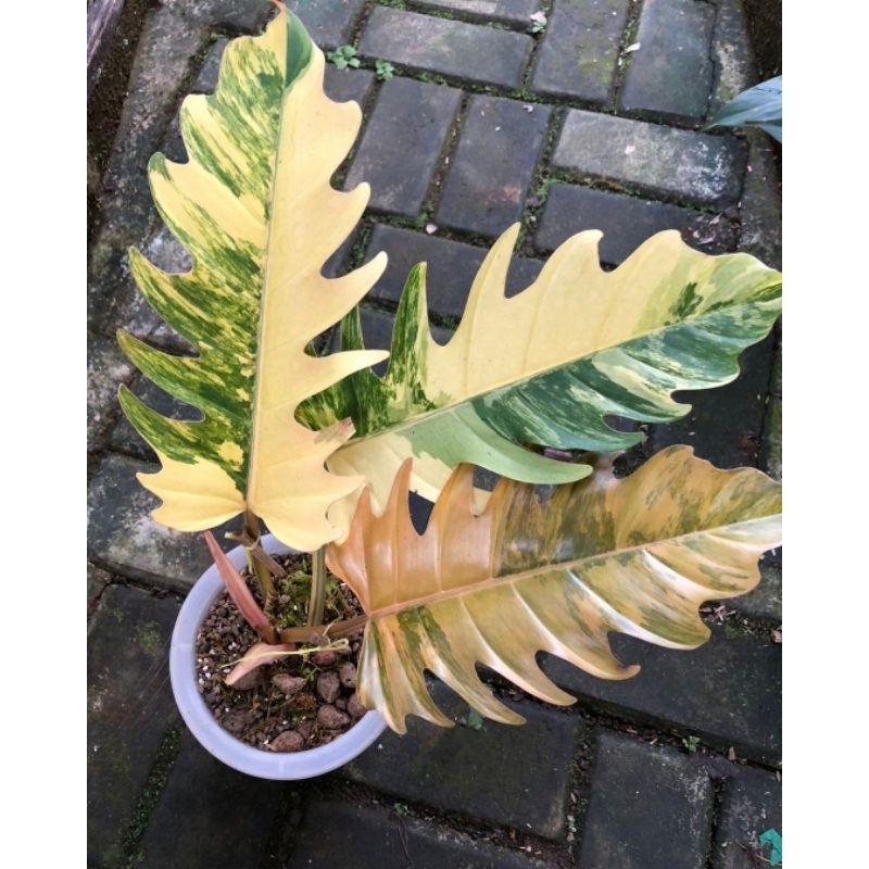 Philodendron Caramel Marble Varigata