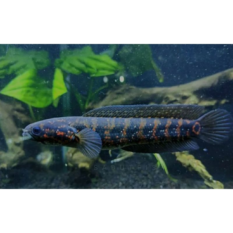 Asiatica RsWs calon gondrong 3/6 sortiran bahan progres