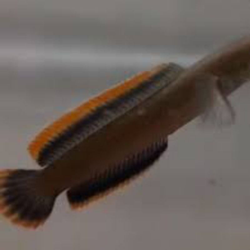 LIMBATA CB LAWU baby