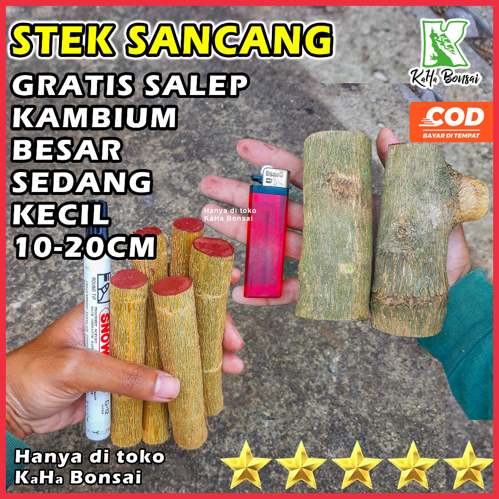 Stek Sancang Besar Bahan Bonsai Sancang Bibit Bonsai Sancang Stek Sancang Murah Bibit Sancang Bahan 
