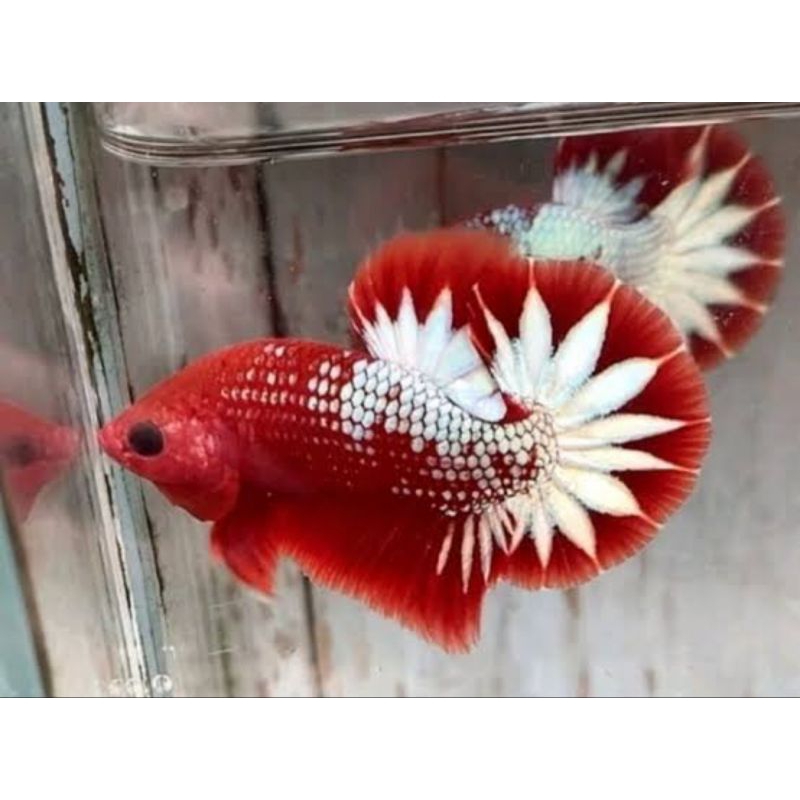 Fccp STARTAIL  LINE THAILAND