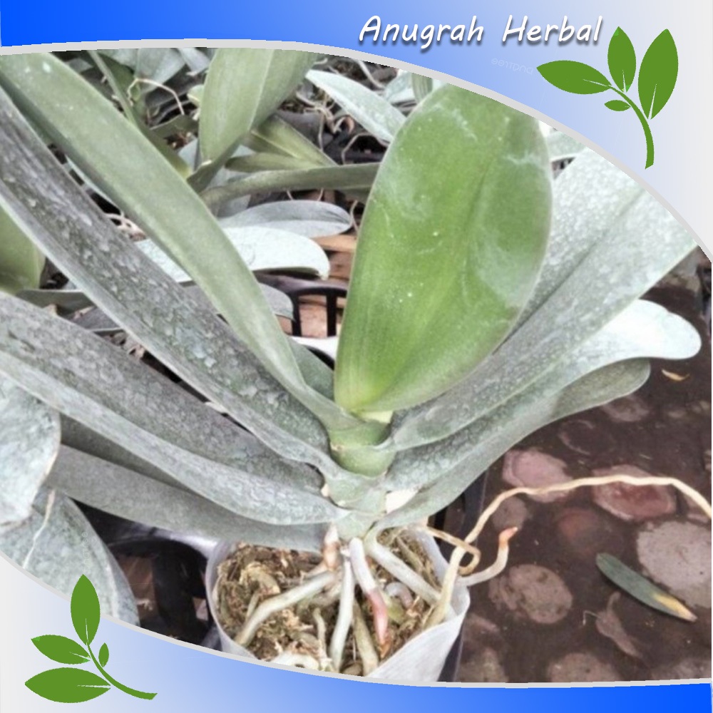 bibit anggrek bulan mini siap berbunga