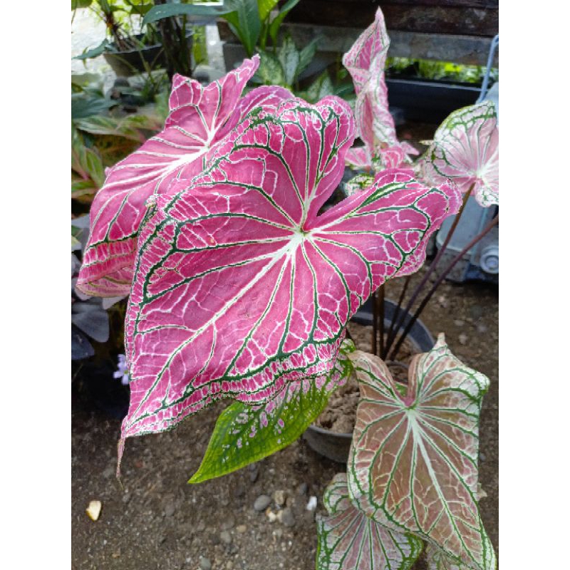 keladi batik / KELADI WAYANG