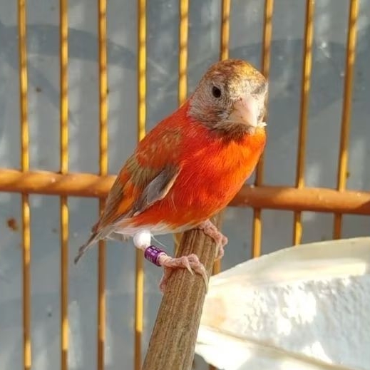 RED SISKIN CLASIC MULE DILUT JANTAN BETINA PAUD