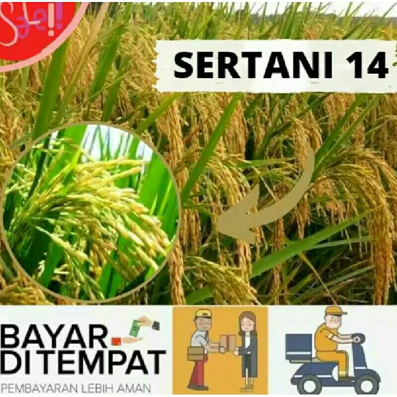 BENIH PADI UNGGUL SERTAN 14/BIBIT PADI SERTANI 14 kemasan 1kg