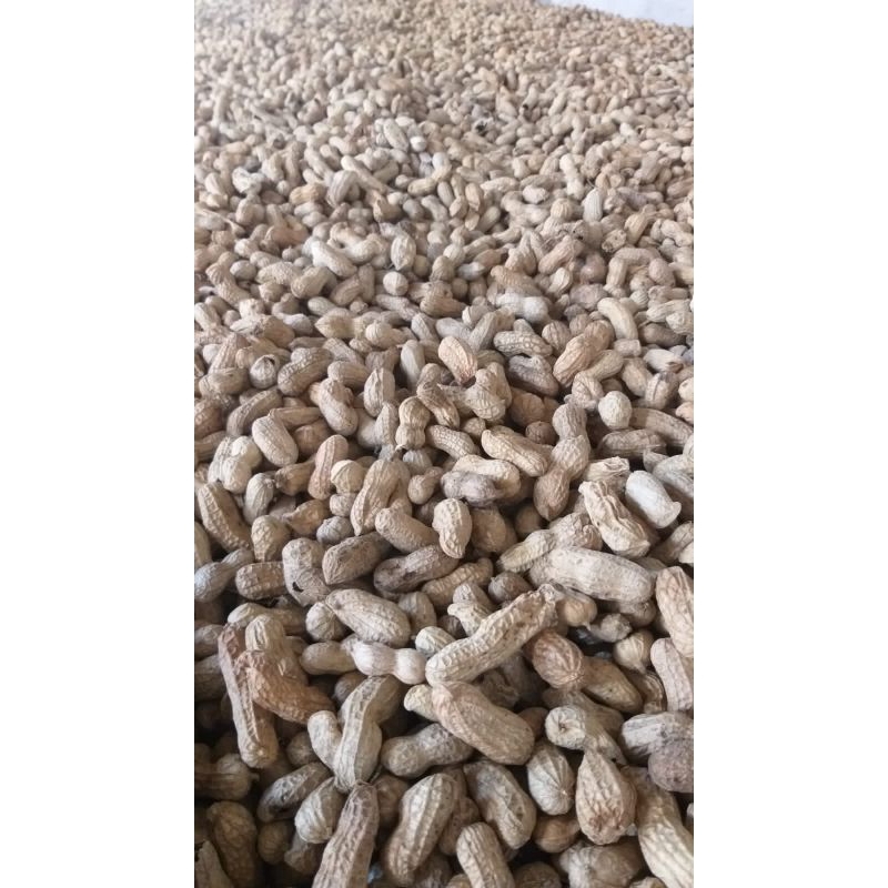 

Kacang Asin Oven Preimum