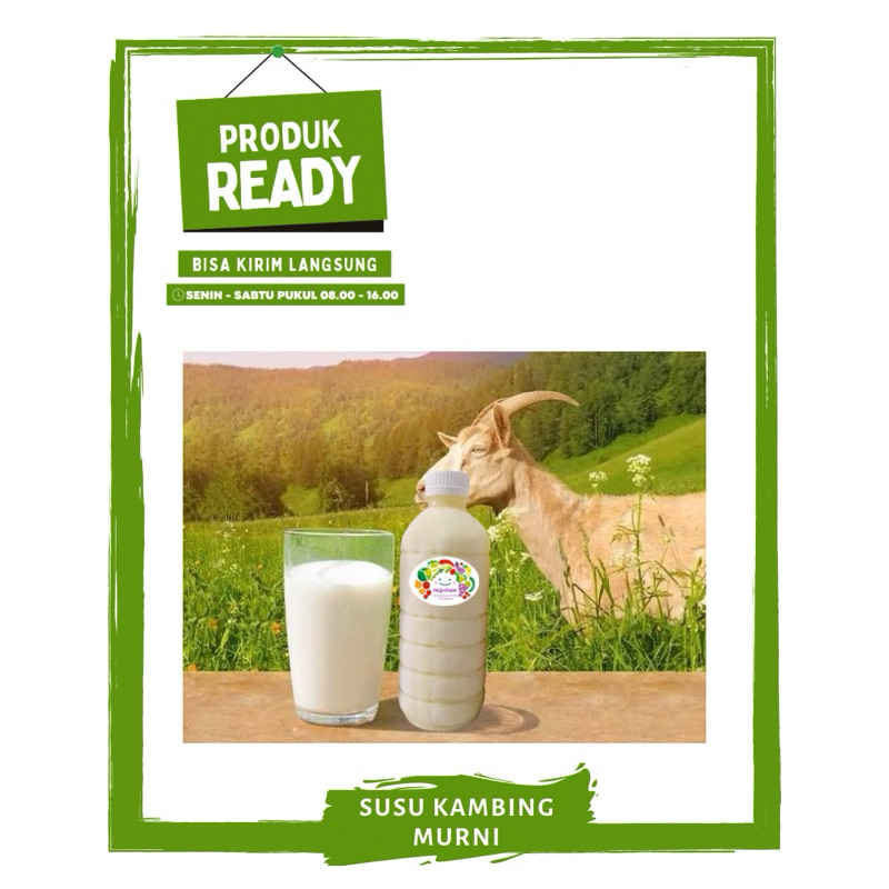 

Susu Kambing Murni Etawa / Susu Kesehatan On Mallahrizwa