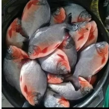 

Ikan bawal 500 gr