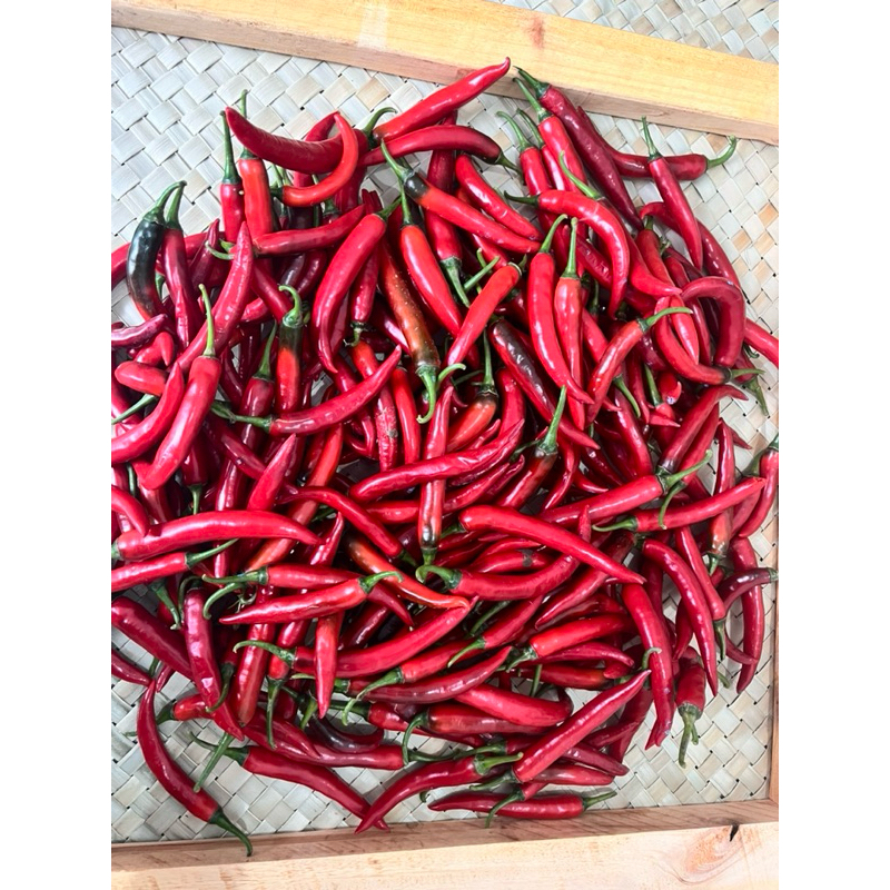 

Cabai Besar Merah Super 1kg Banyuwangi