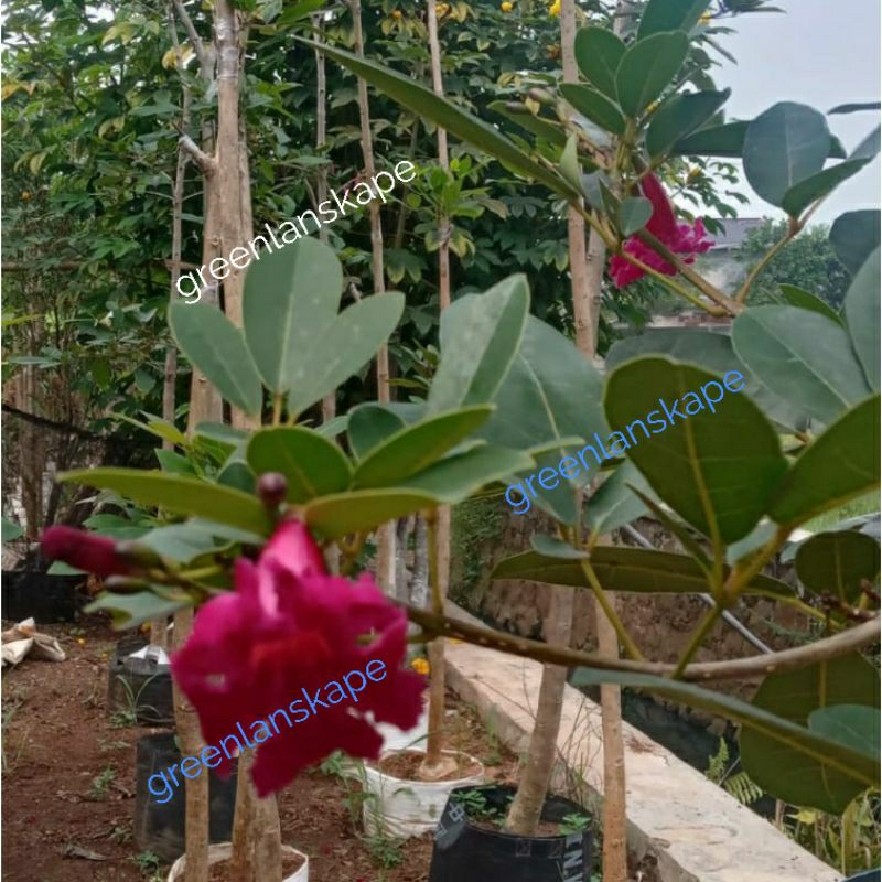 Pohon Tabebuya Merah tinggi 3 meter dan 2 meter 1 meter