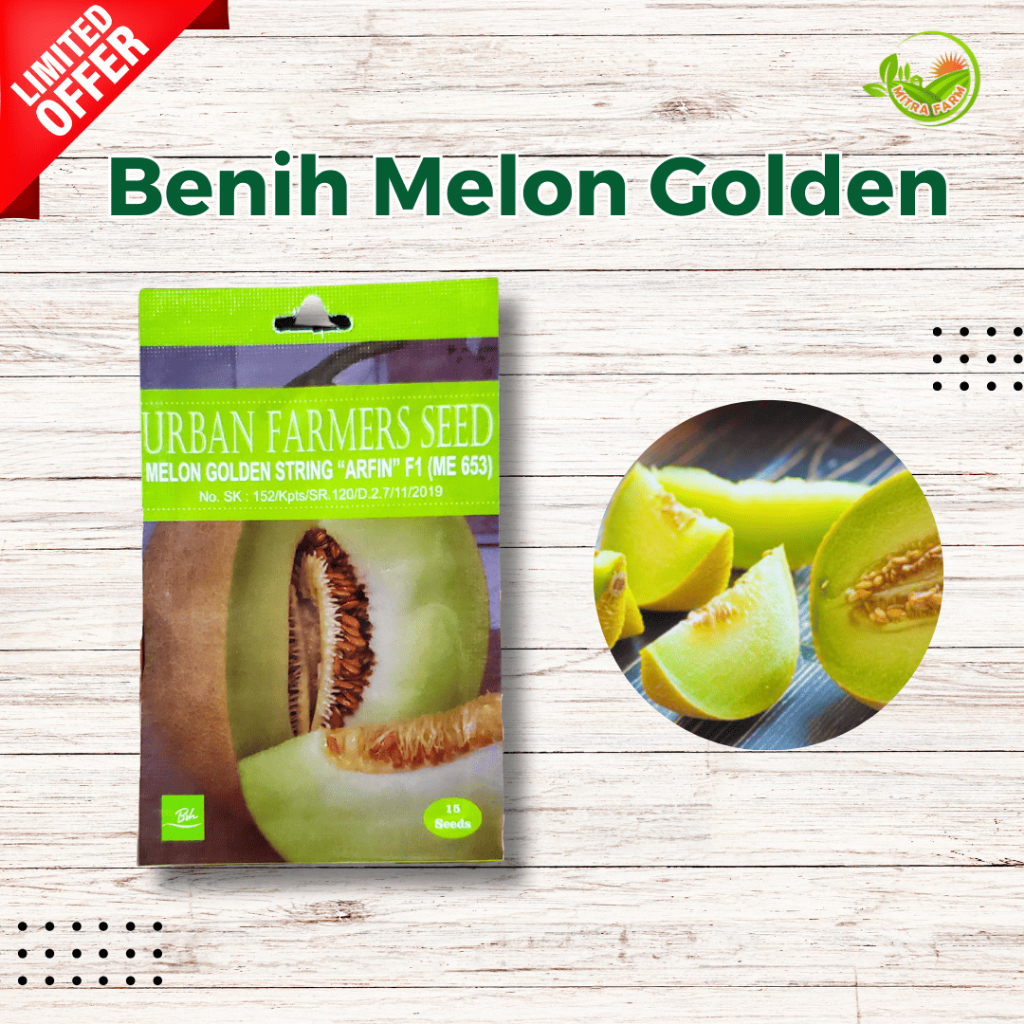 Benih Melon Golden/Melon Madu-Benih Melon Murah/Benih Buah Melon