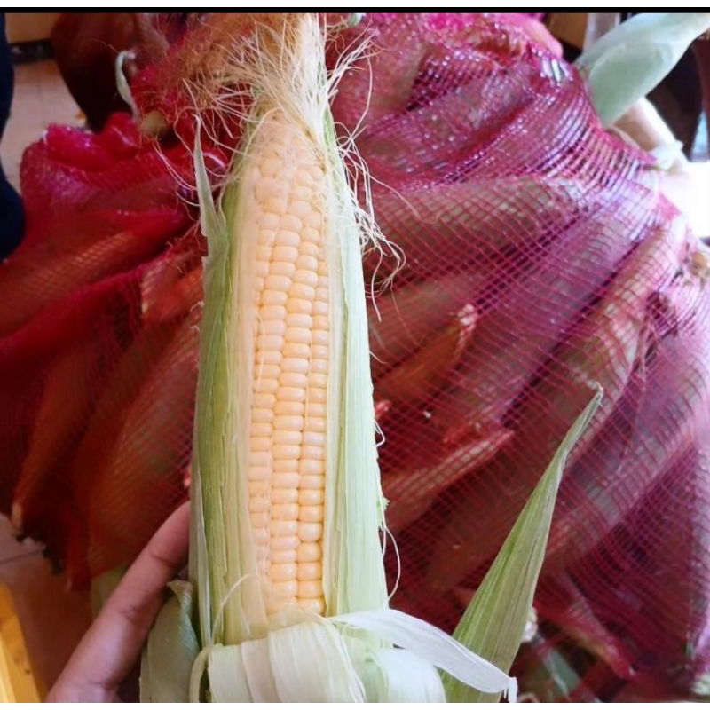 

Jagung Hokaido | Jagung manis mentah | Jagung per kilo