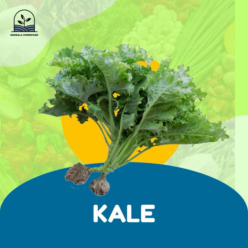 

[FRESH] Kale Hidroponik 250g