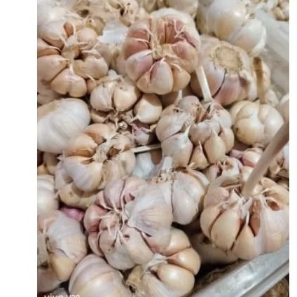 

BAWANG PUTIH 500 GRAM