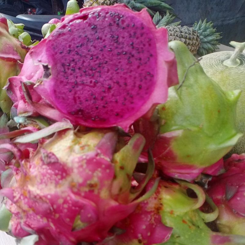

buah naga palangka