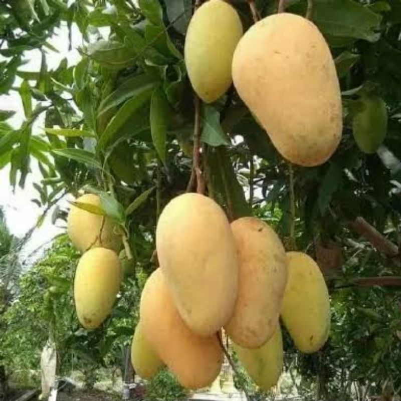 

MANGGA CHOKANAN