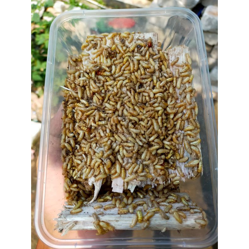 POA/RAYAP/RENGAS SIZE KOTAK/MIKA 1000ML