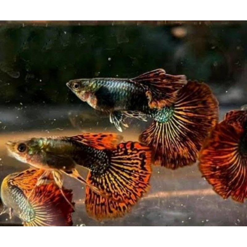 

ikan Guppy dragon (paket 10ekor) ikan hias aquarium aquascap air tawar