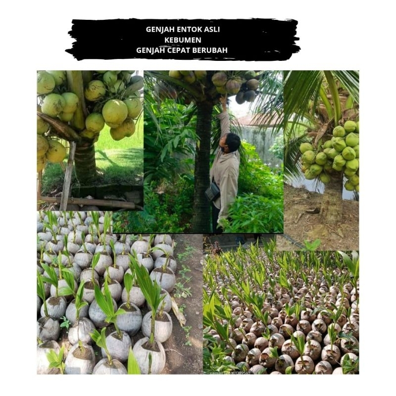 Pohon Kelapa Kopyor, Pohon Kelapa Pendek, Pohon Kelapa Ijo