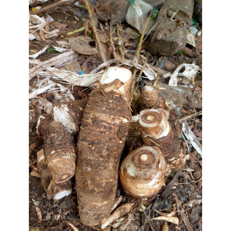 

Ubi Talas Jakarta 1 kilogram