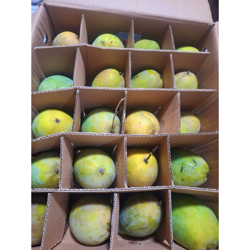 

mangga alpukat