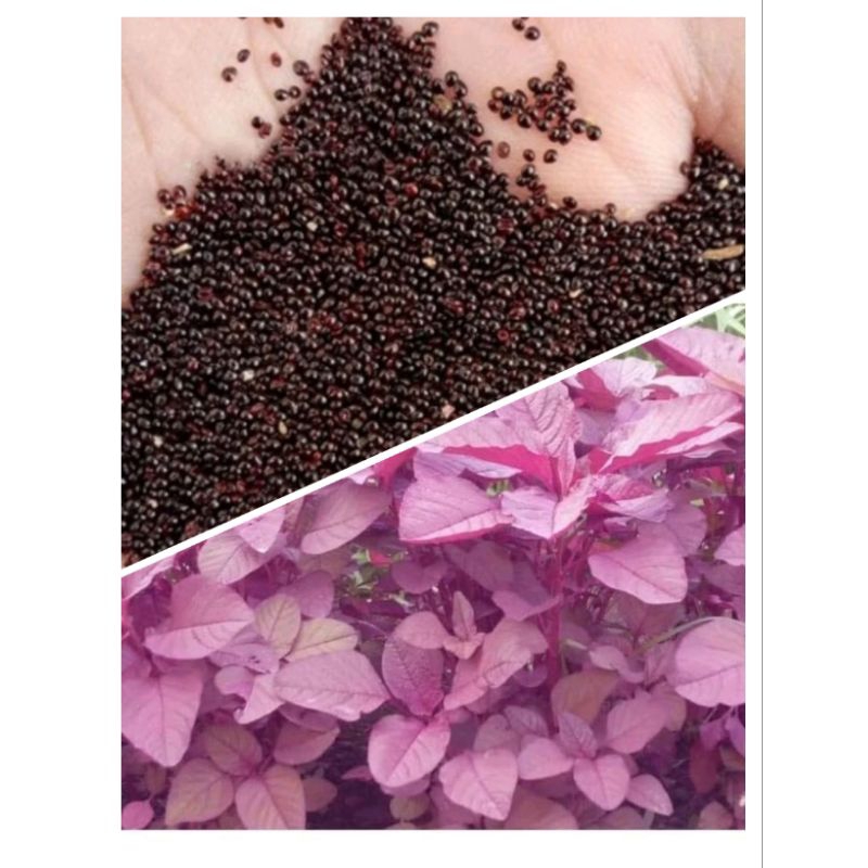 Stok Baru Benih Bayam Merah 1 Kg Kualitas Bagus