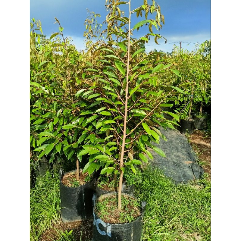 bibit durian Bawor planterbag 1,7-2meter