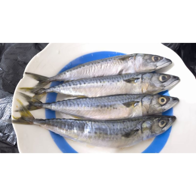 

IKAN DENCIS SEGAR