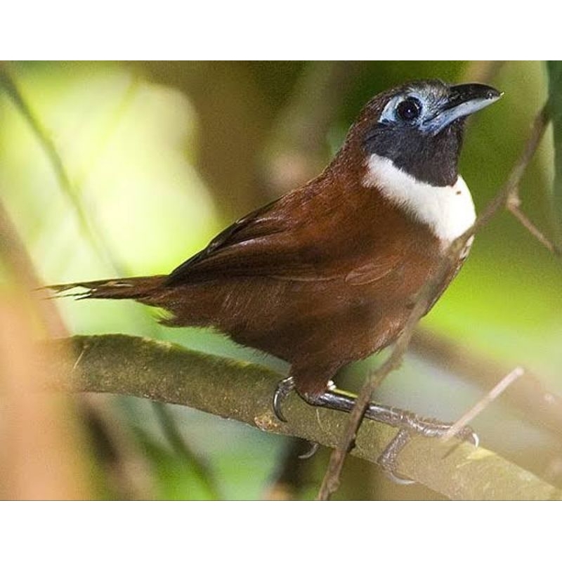 Burung Tepus Leher Dada Putih Rawatan Rajin Purtot Harga NETTTTT