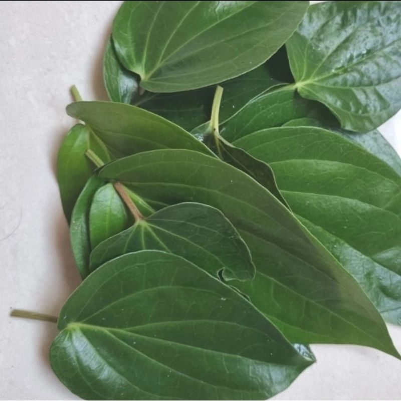 

Daun sirih / base frresh segar organik DIPETIK SAAT DIORDER