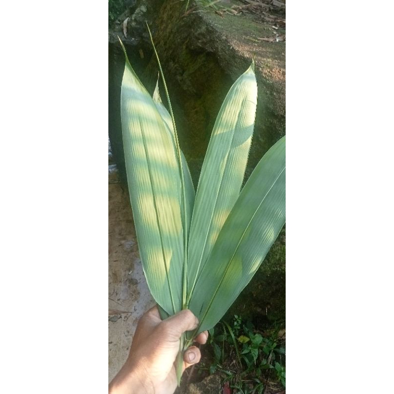 

daun bambu per 50 lembar