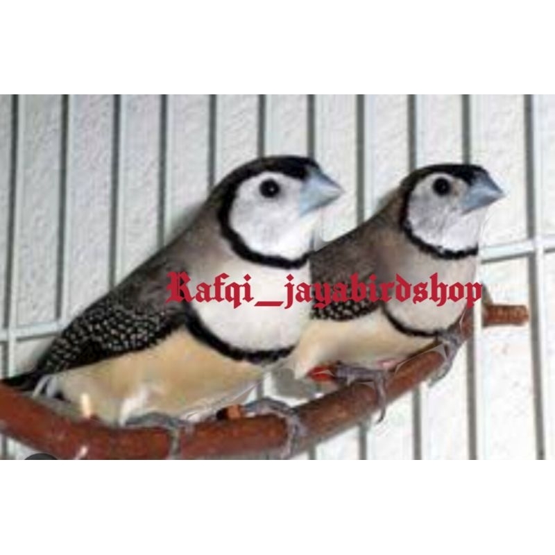 BURUNG OWL FINCH SEPASANG