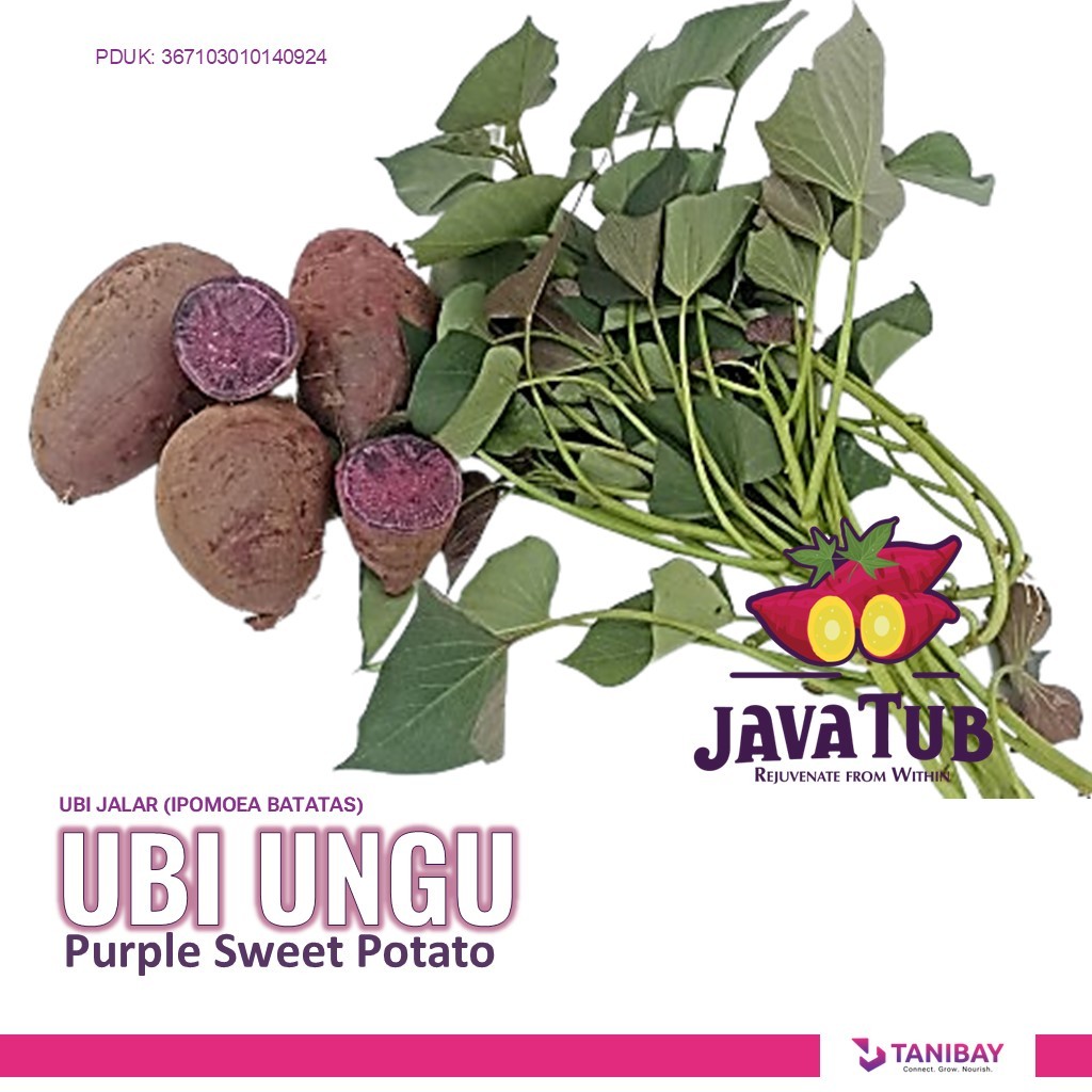 

UBI UNGU PURPLE SWEET POTATO AYAMURASAKI