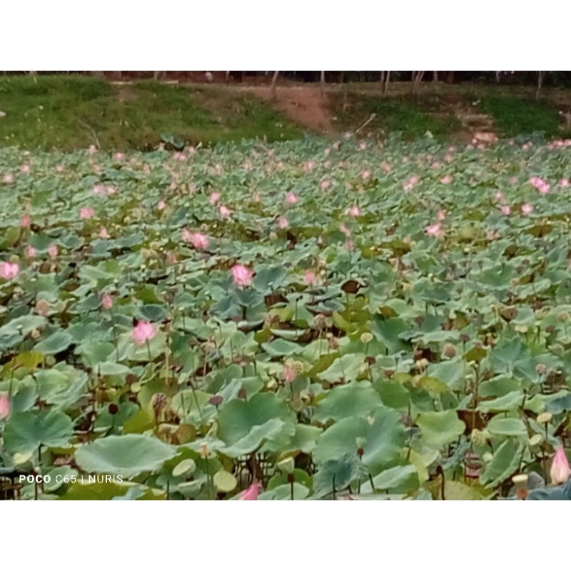 biji bunga teratai lotus