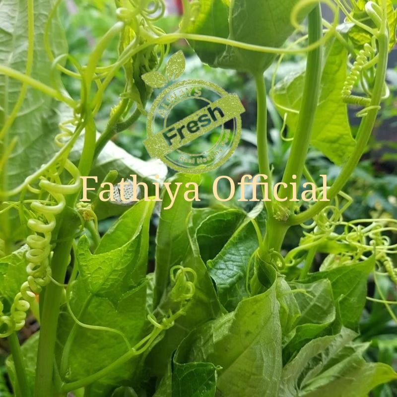 

Daun Pucuk Labu Segar 1 Ikat Besar