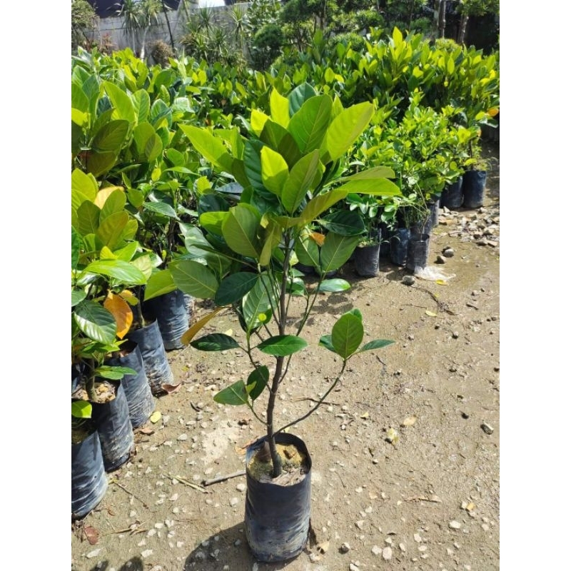 bibit nangka merah/nangka j33/madu