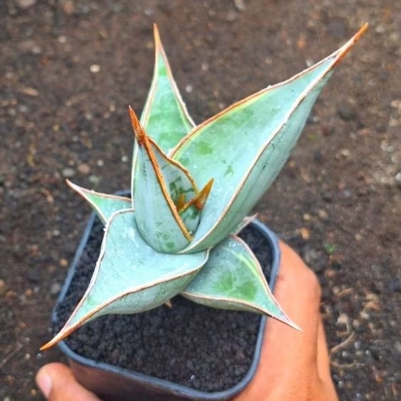 Pinguicula Varigata tidak tembus Sansevieria Sansivera Sansiveria Lidahmertua