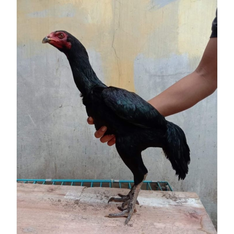 

Telur Ayam Pakhoy Import